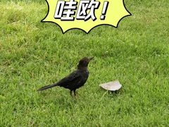 -新虹桥中心花园