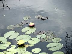 -荷塘月色湿地公园·向阳花洲