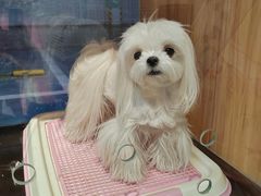 -FAELING PETS美天灵宠物(富力广场店)