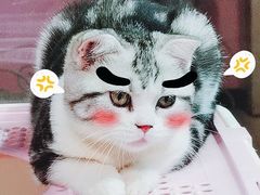-70cat德文卷毛猫·缅因猫纯种猫舍