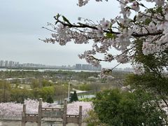 -苏州上方山国家森林公园