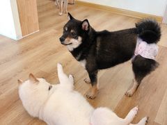 -柴犬小屋·柴餐厅·狗咖食堂(金鼎广场店)