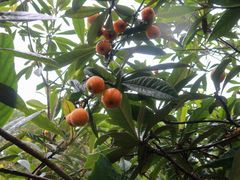 -塘栖枇杷特色园区