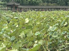 -龙头寺公园