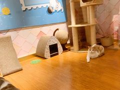 -猫冇咖·家门口的撸猫馆(大融城店)