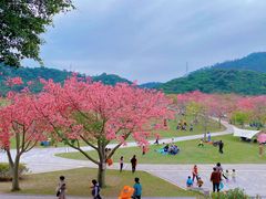 -风云岭森林公园