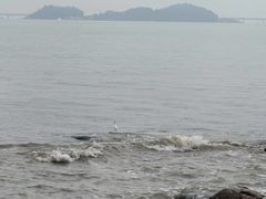-野狸岛