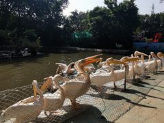 -广州长隆飞鸟乐园