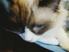 -李小姐の猫咖啡馆(五角场店)