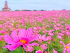 -大塘金香草谷