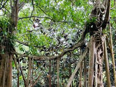 -中国科学院西双版纳热带植物园