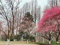 -杭州植物园