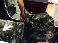 -MOLLY'S萌宠生活馆