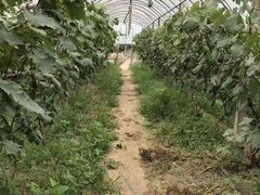 -马陆小张葡萄园农家乐