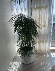 -HEYAN荷妍专业脱毛连锁机构