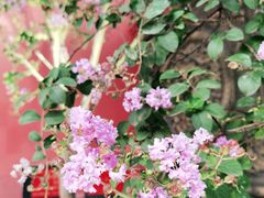-古大圣慈寺