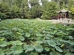 -晋祠公园