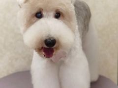 -乐琪宠物(青塔西路店)