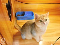 -猫十亿·布偶金渐层·曼基康矮脚猫舍(青年路店)