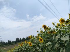 -紫颐香薰山谷景区