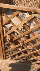 -萌宠亲子动物乐园(槐房万达店)