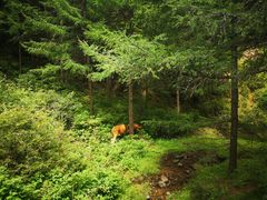 -苏木山森林公园