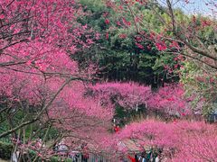 -重庆彩云湖湿地公园