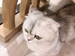 -飞行喵MR PILOT|猫舍·猫咖(静安大融城店)