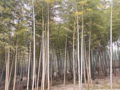 -游子山休闲旅游区