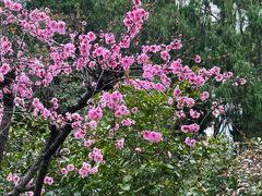 -叶家花园