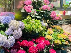 -溪岸路花鸟市场