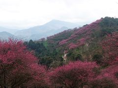 -新建村梅花