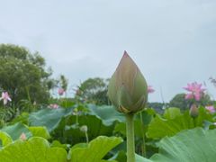 -洪湖生态旅游区