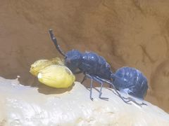 -上海昆虫博物馆