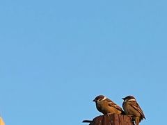 -新虹桥中心花园