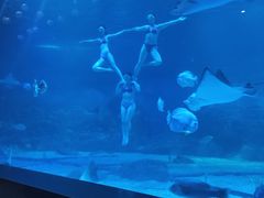 -烟台海昌鲸鲨海洋公园