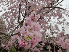 -西安青龙寺遗址景区
