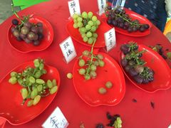 -马陆小张葡萄园农家乐