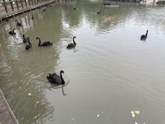 -溱湖国家湿地公园