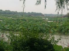 -白洋淀景区
