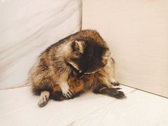 -浣熊柯尔鸭土拨鼠·电玩咖