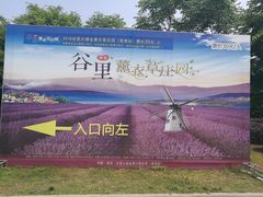 -大塘金香草谷