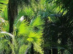 -西双版纳傣族园