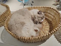 -怪兽屋·羊驼·猫咖·狗咖(俊华广场店)