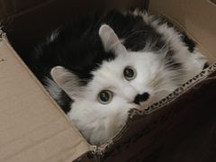 -彩虹桥宠物火化殡葬善终服务(金乐大厦店)