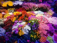 -花鸟鱼虫鲜花绿植市场(玉泉路店)