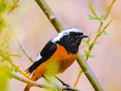 -野鸭湖国家湿地公园