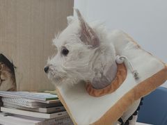 -北京观赏动物医院·24小时大型综合·猫专科·异宠专科