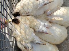 -石家庄市动物园