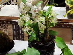 -朝来春花卉市场